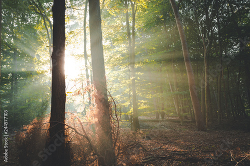 Fototapeta Naklejka Na Ścianę i Meble -  Devine intervention. Sunlight streaming in around trees in wonderful autumnal forest of Amerongen