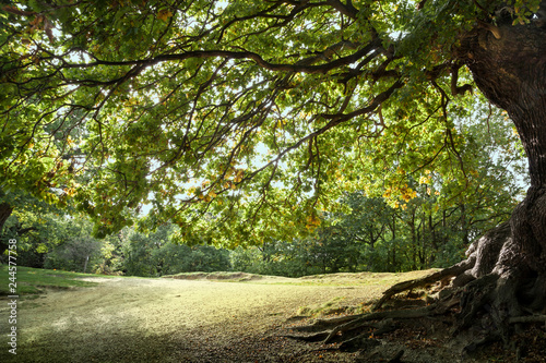 Ancient Mighty Oak Tree with Exposed Tangled Roots - Epping Forest Background, Loughton , London photo