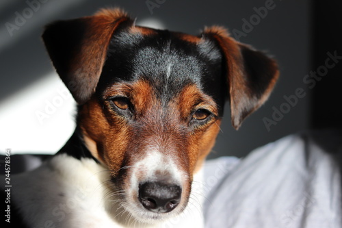 Hundekopf hund jackrussel guckt  jagdhund © HWO