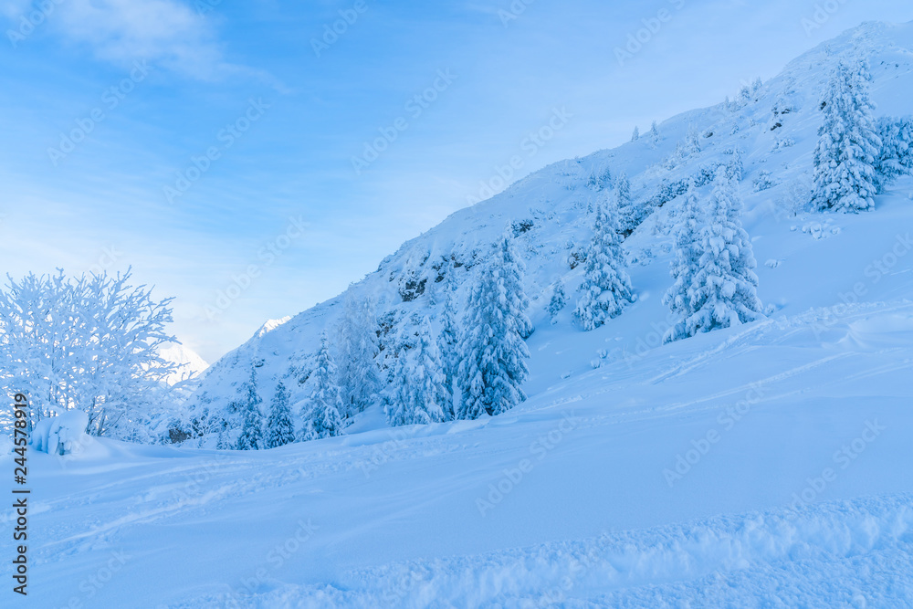 Vview of winter landscape with snow covered trees and Alps in Seefeld in the Austrian state of Tyrol. Winter in Austria