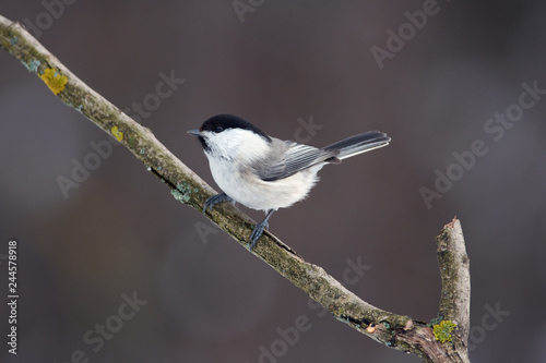 Willow tit sits on a branch covered with lichen in a forest park on a cloudy day.