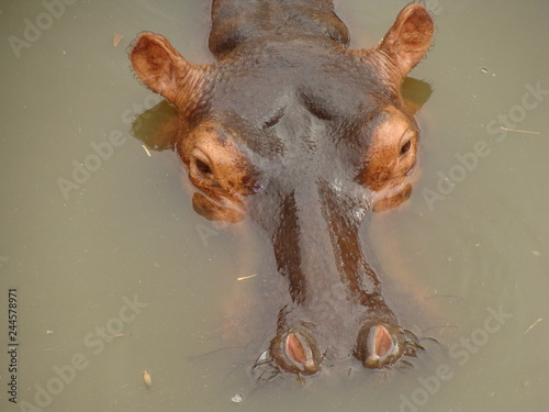 LOVELY WILD AFRICAN HIPPOPOTAMUS RELAXING AND SNORTING IN A POND.