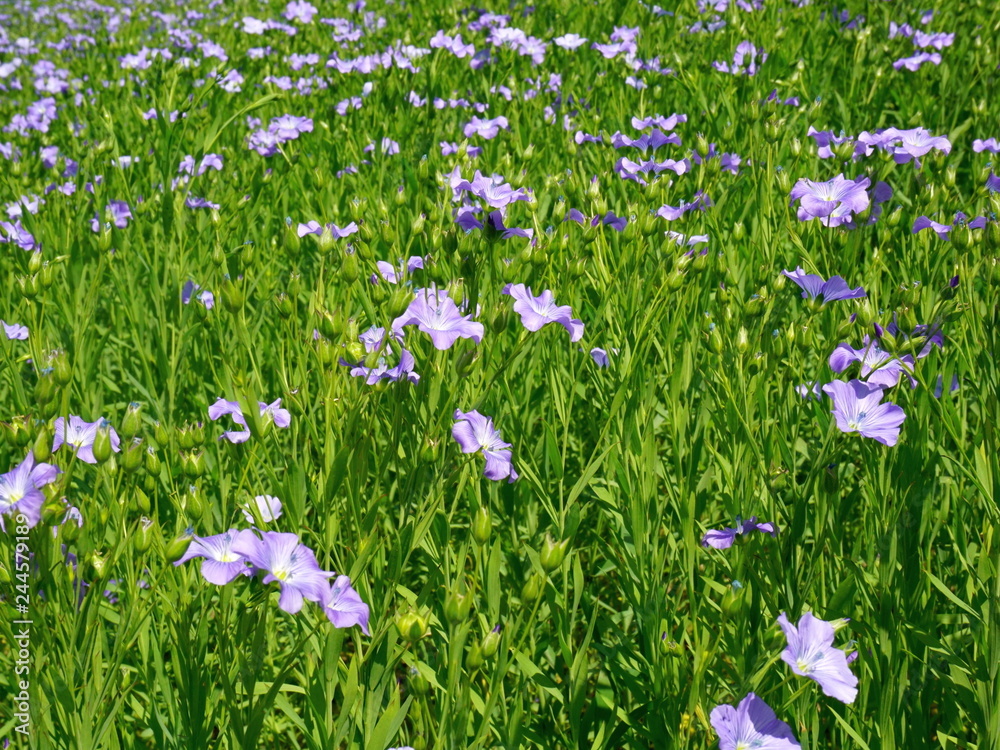 Blooming flax field