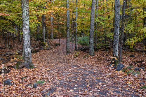 Autumn birch leaves on a forest trail in Algonquin Park