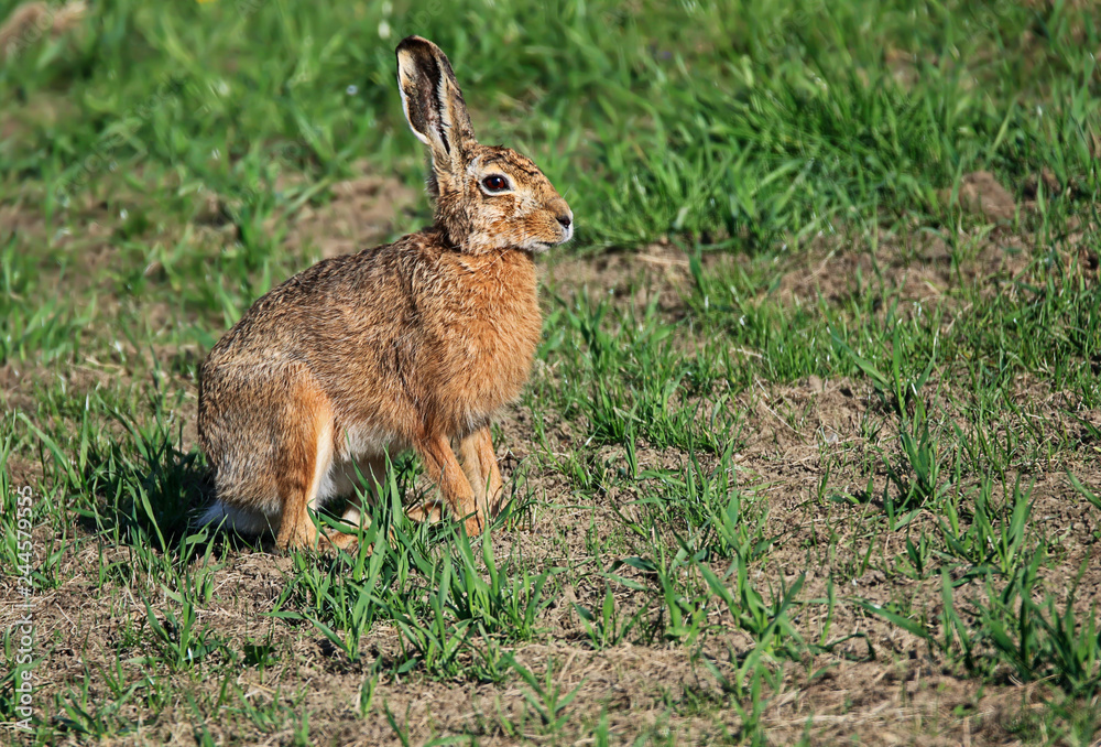 Feldhase im Frühling im Feld sitzend Feldhase im Frühling im Feld sitzend