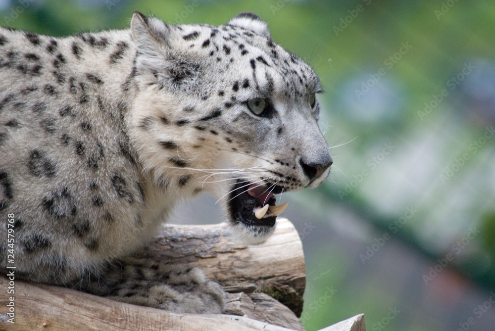 Naklejka premium Schneeleopard