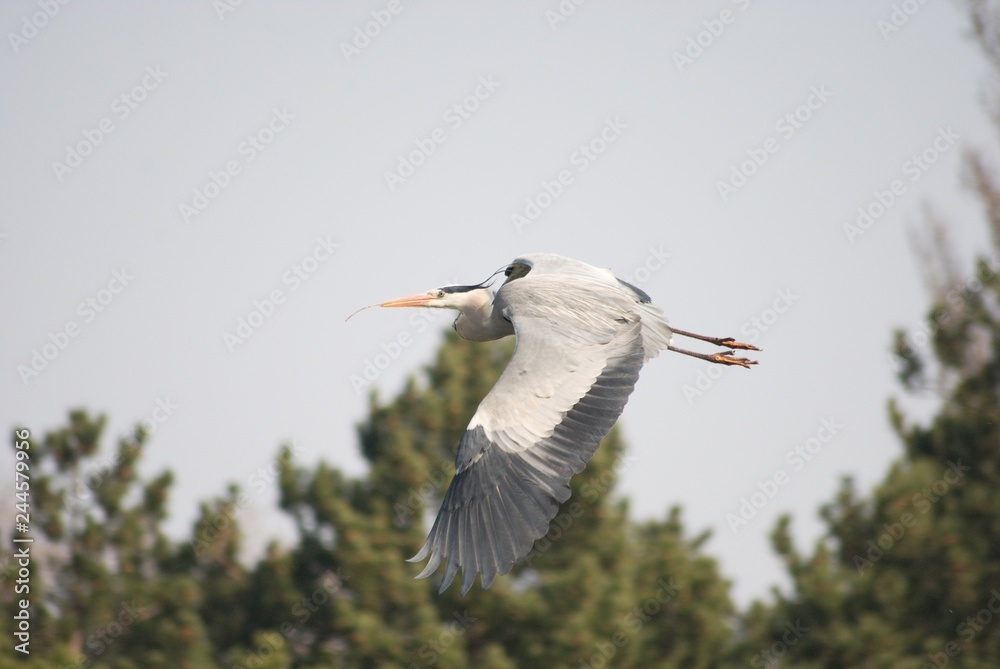 Obraz premium Reiher