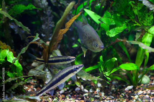 Docile Flying Fox And Spotted Silver Dollar Fishes Swimming In Freshwater Tropical Densely Planted Aquarium Stock Photo Adobe Stock