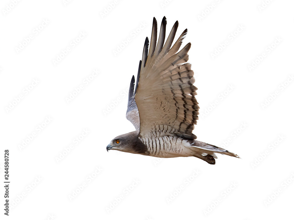 Obraz premium Beaudouins snake eagle (Circaetus beaudouini)