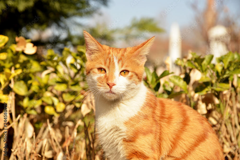 cat in the garden cat in the garden