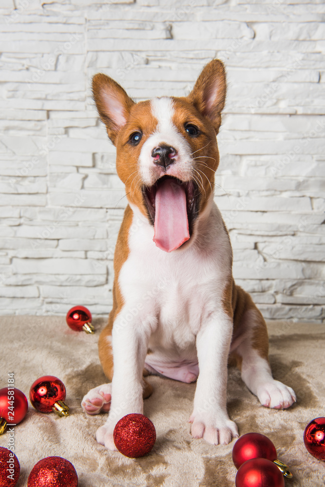 Why Are Dogs Balls Red