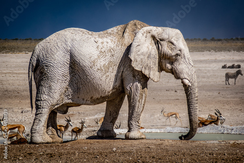 Elefant