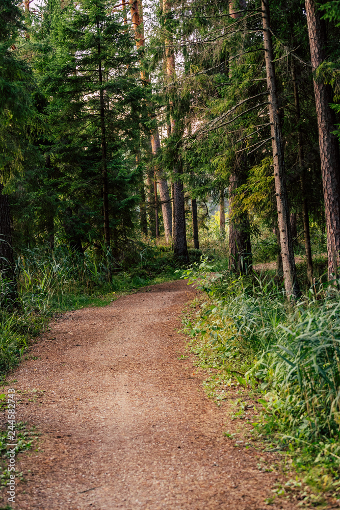 Tourist Hike trail in the Magical Moody Woods on Sunny Summer Day - Concept of the Harmony and Travel Tourist Hike trail in the Magical Moody Woods on Sunny Summer Day - Concept of the Harmony and Travel