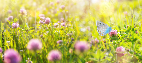 Fototapeta Naklejka Na Ścianę i Meble -  Bright natural summer background. Summer landscape with  beautiful butterfly on the blooming flowers of clover