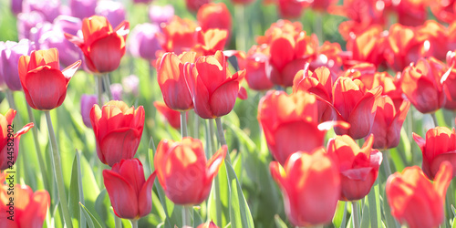 sunny spring garden with beautiful bright red tulips