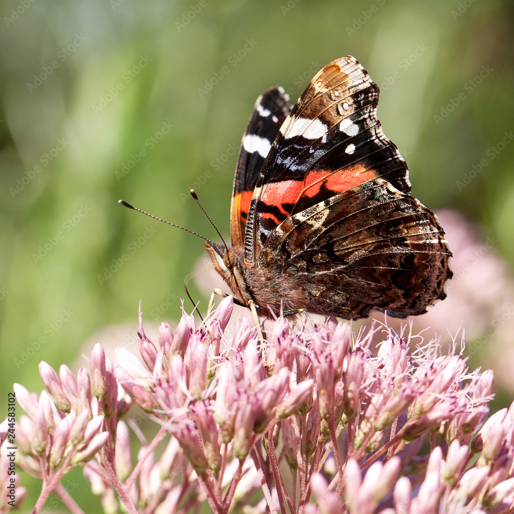 Naklejka premium piękny jasny motley motyl zbiera pyłek na puszysty różowy kwiat