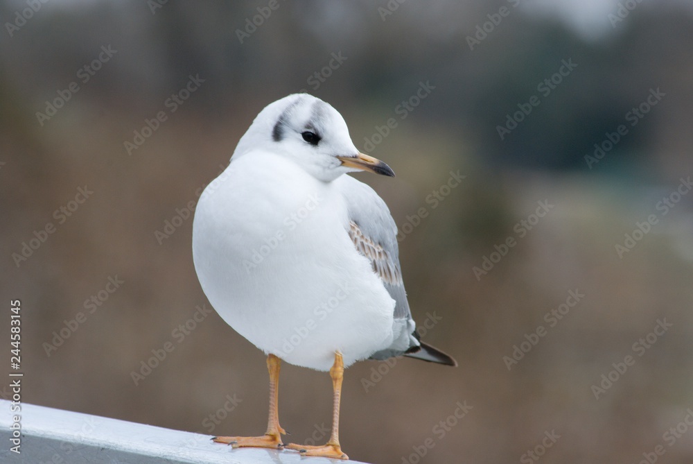 Möwe Möwe