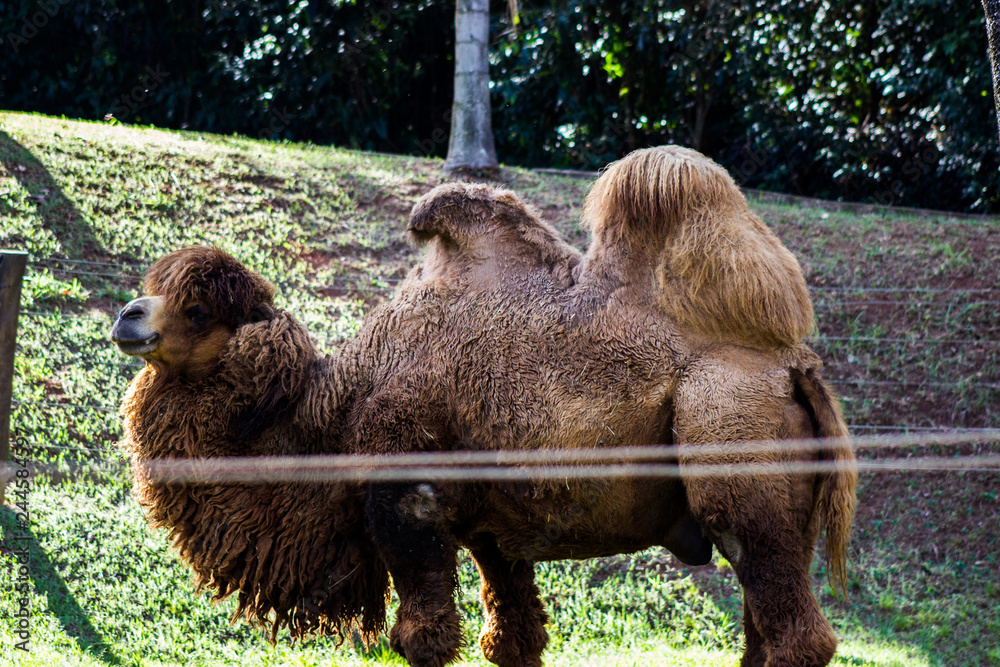 Fototapeta premium zoo city bauru