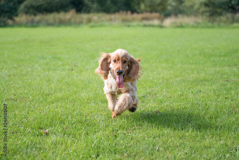 Fototapeta premium Cocker Spaniel Running on a sunny day