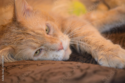 sick red cat lying on the couch  and waiting for the vet doctor