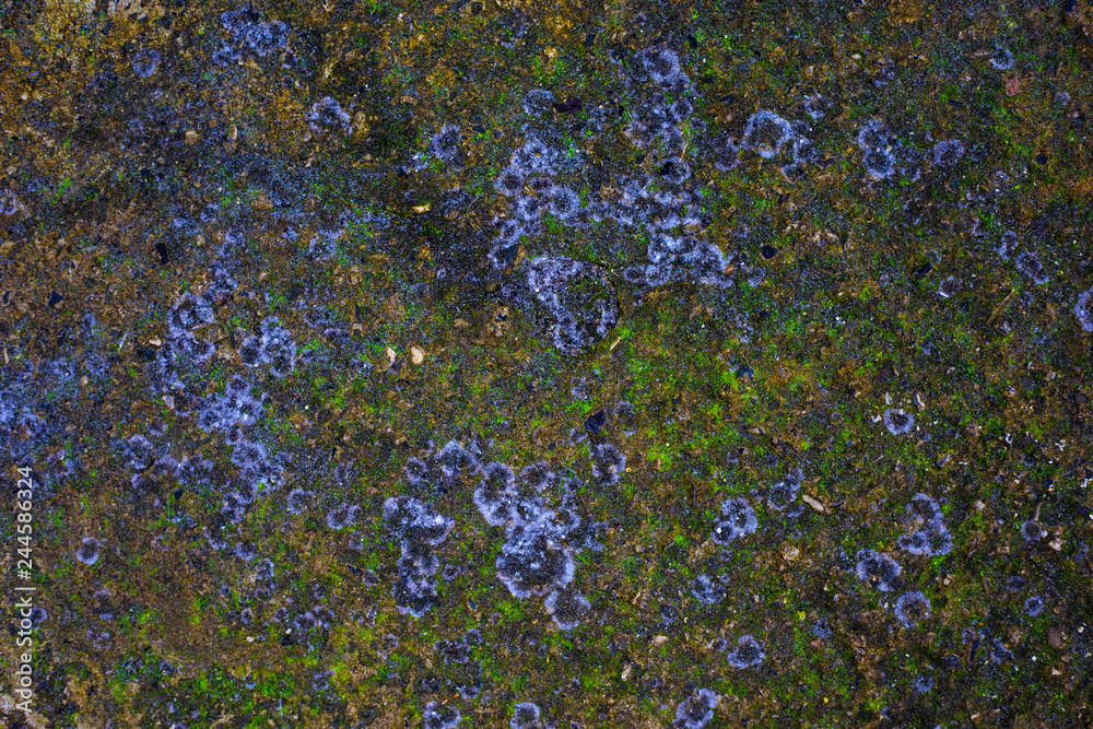 Fototapeta premium green moss background texture beautiful in nature