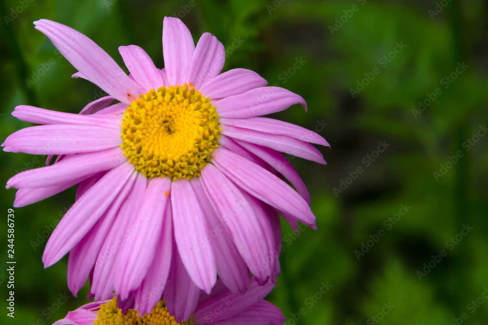 Fototapeta premium Pyrethrum flower in the summer sunny garden