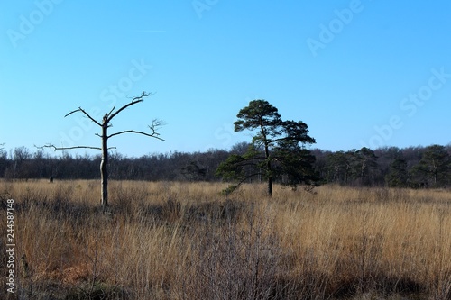 Wallpaper Mural Bäume im Venn Torontodigital.ca