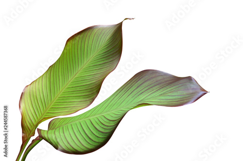 Fototapeta Naklejka Na Ścianę i Meble -  Tropical Green Leaves of Edible Plant, Canna edulis Isolated on White Background