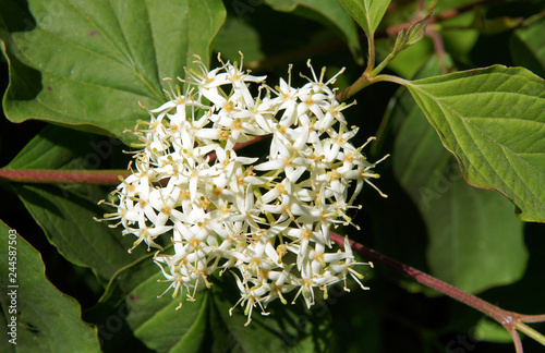 Inflorescences and Leaves of Cornus photo