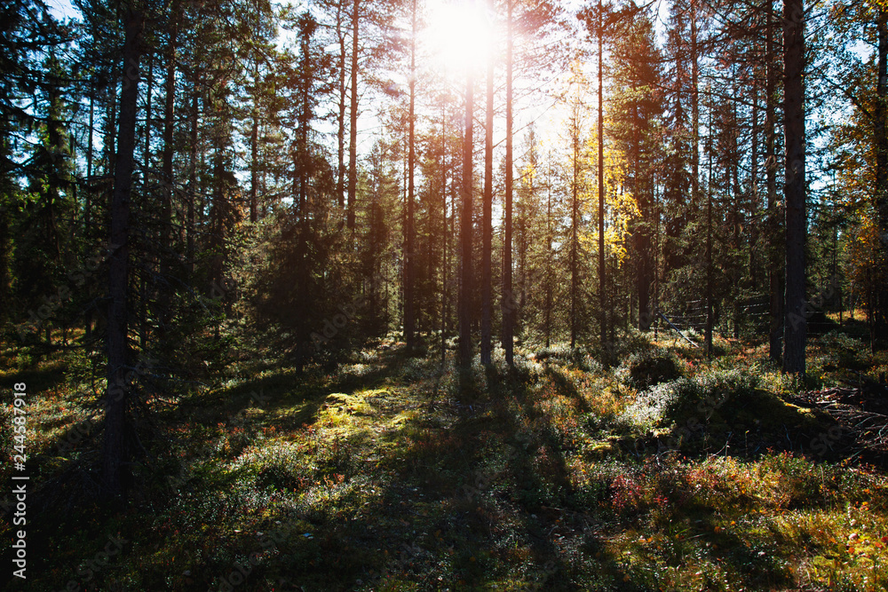 Wald mit Sonnenlicht, Gegenlicht