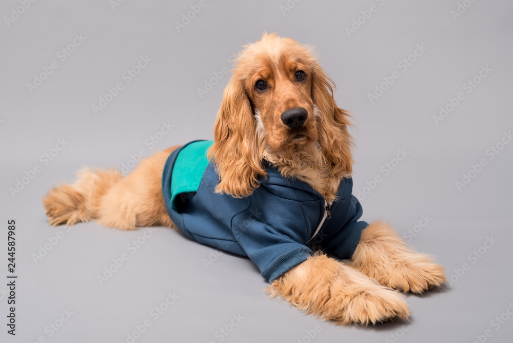 Cocker Spaniel photo shoot isolated on grey background wearing a hooded ...