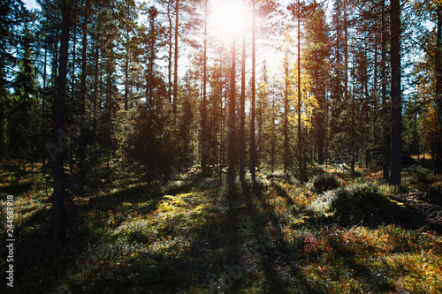 Fototapeta Naklejka Na Ścianę i Meble -  Wald mit Sonnenlicht, Gegenlicht