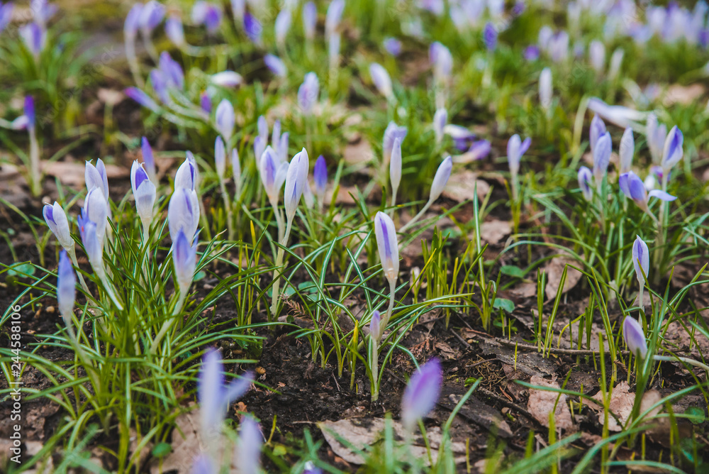 blooming purple snowdrops close up blooming purple snowdrops close up