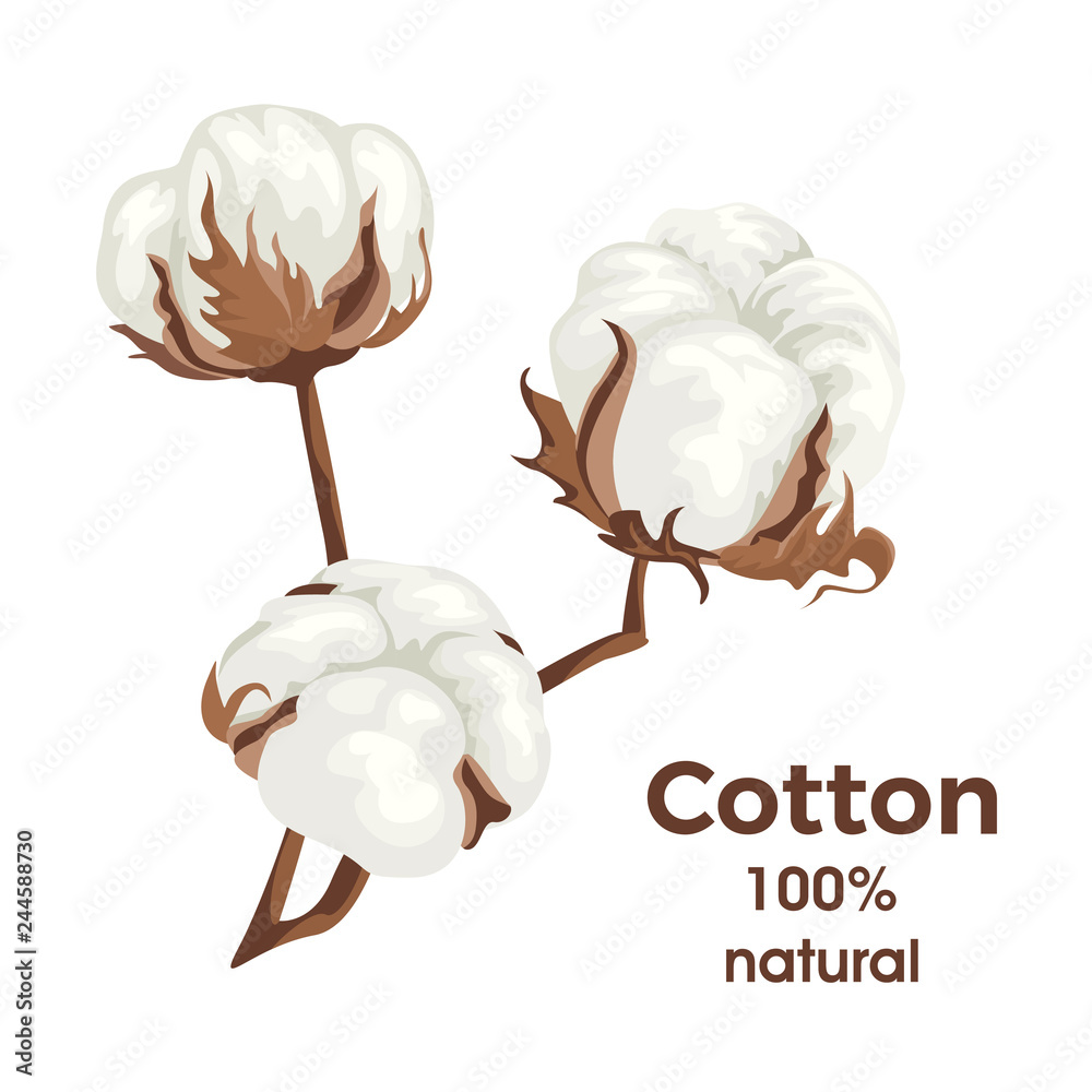 Cotton balls isolated on white background. Vector illustration of  cotton plant in simple flat style. Soft, fluffy staple fiber. Template for packaging design, label, banner, poster, icon.