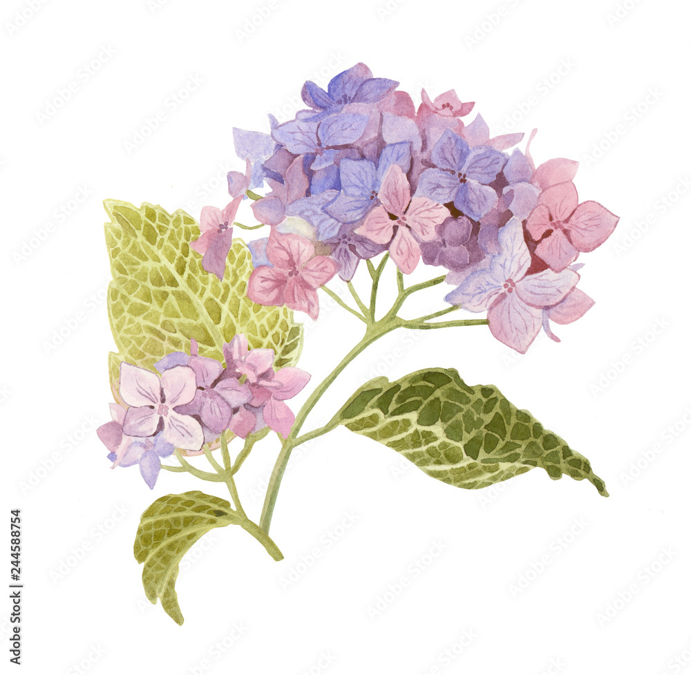 hydrangea dust-blue watercolor