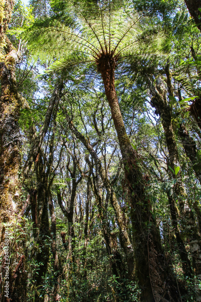 Fototapeta premium parc amboro -samaipata