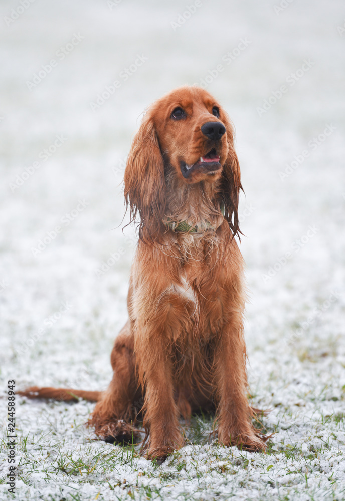 Cocker Spaniel Snow Day