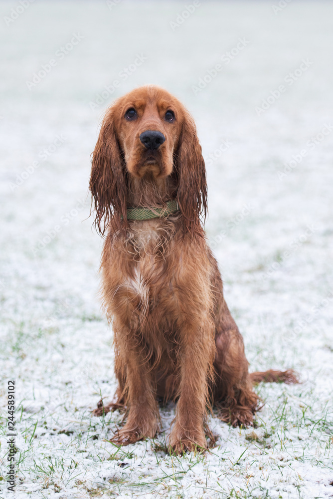 Cocker Spaniel Snow Day Cocker Spaniel Snow Day