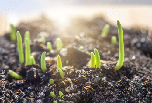 Growing wheat and grass plants close up photo