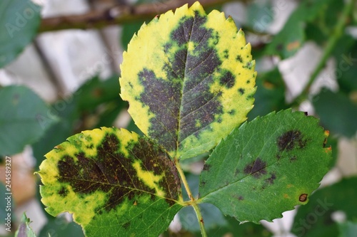 Diplocarpon rosae, rose black spot disease photo
