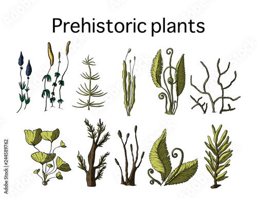 Prehistoric vector plants.