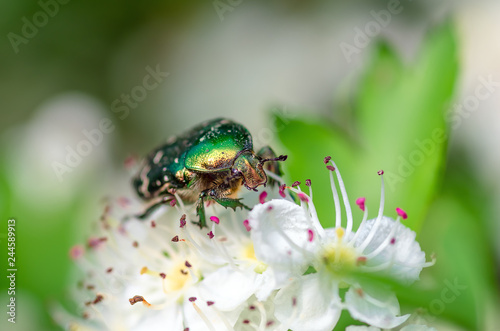Beetle cetonia aurata sitting on flowers hawthorn