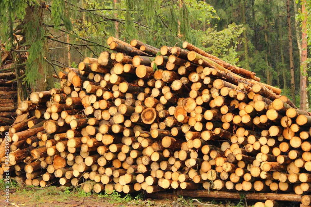 Woodworking industry, harvesting of wood, timber - close up many logs in the stack in the summer day against a pine forest Woodworking industry, harvesting of wood, timber - close up many logs in the stack in the summer day against a pine forest