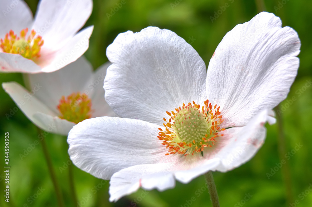 Snowdrop - Anemone Anemone sylvestris - in Spring season. Snowdrop - Anemone Anemone sylvestris - in Spring season.