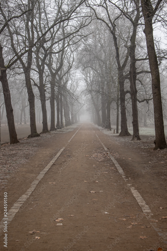 Parklandschaft in Leipzig im Winter mit frostigen nebeligen Wetter vereisten Bäumen Parklandschaft in Leipzig im Winter mit frostigen nebeligen Wetter vereisten Bäumen