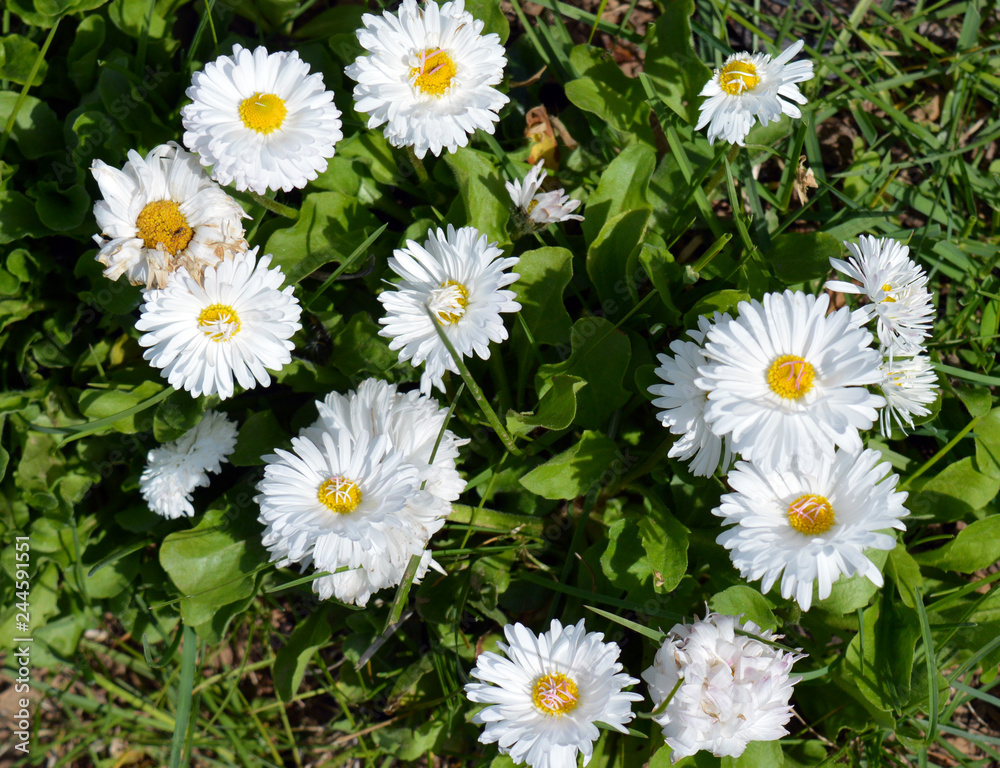 white spring Daisy flower grows and blooms on the ground in the garden white spring Daisy flower grows and blooms on the ground in the garden