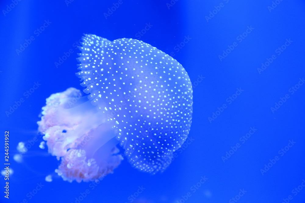 Obraz premium Meduza białopłetwa, australijska meduza plamista