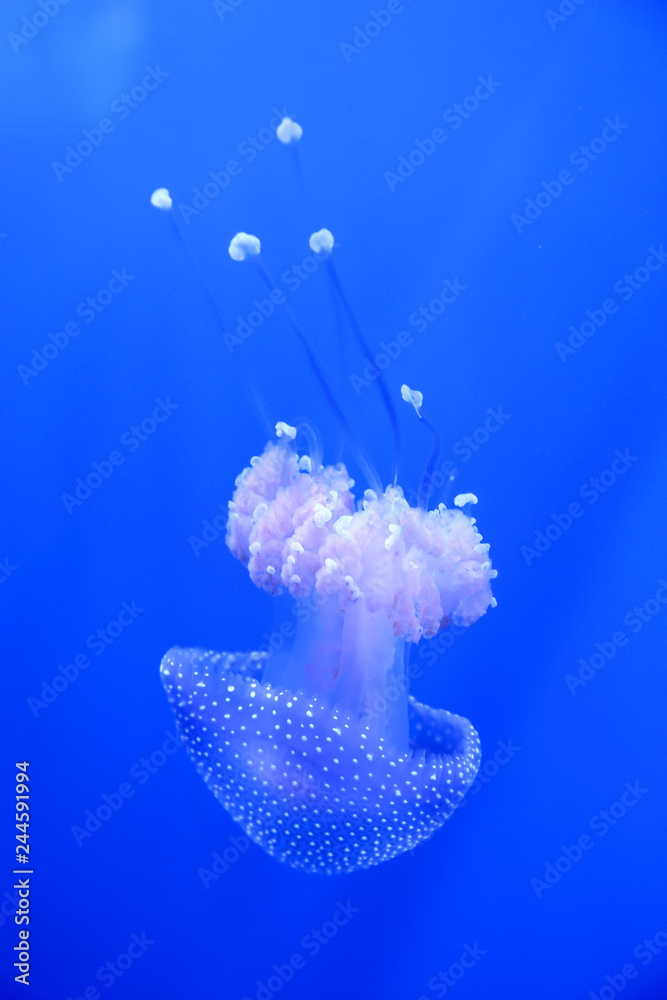 Obraz premium Meduza białopłetwa, australijska meduza plamista