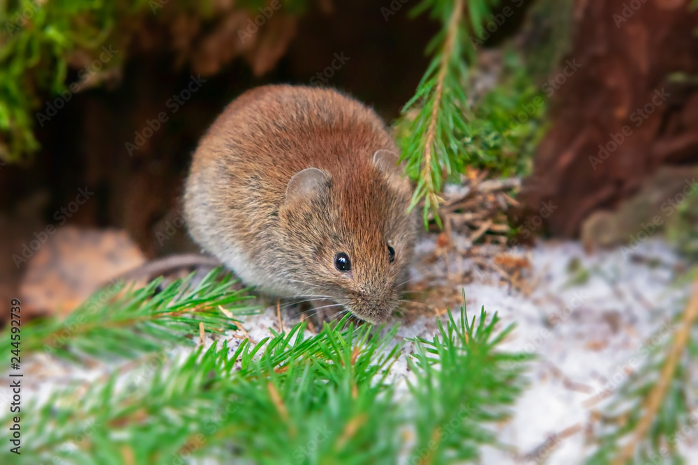 charming cute little field mouse sitting on the snow in fir branches, year of the mouse charming cute little field mouse sitting on the snow in fir branches, year of the mouse
