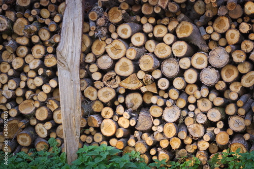 Firewood texture  after the sawing wood